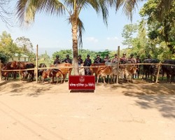 জকিগঞ্জে বিজিবির অভিযানে ৩৫ লাখ টাকার ভারতীয় গরু-মহিষ ও মালামাল জব্দ