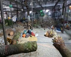 কেটে ফেলা হলো শাহজালাল মাজারের খেজুরগাছ, ক্ষোভ