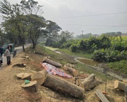 অনুমতি ছাড়াই কাটা হলো অর্ধ শতাধিক গাছ
