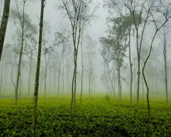 সিলেটে বেড়েছে শীতের কাঁপুনি