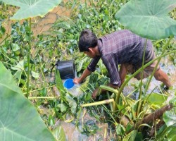 তেলবাহি ট্রেন লাইনচ্যুত : বালতি-বাটি নিয়ে তেল সংগ্রহের হিড়িক